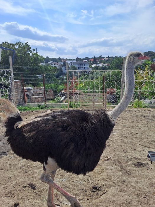 Vand 3 struți - 2 masculi și o femelă ouătoare