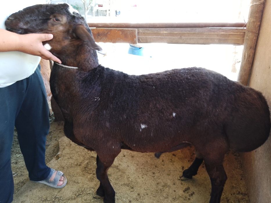 Qoy qo'chqor sotiladi