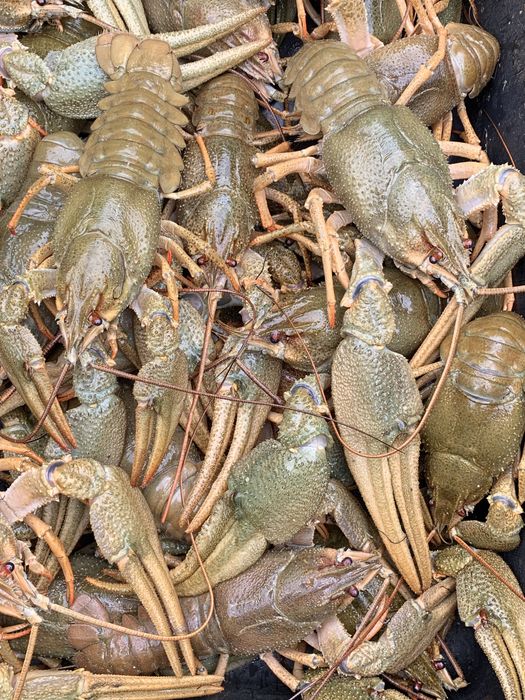 Живые, вареные , в рассоле раки