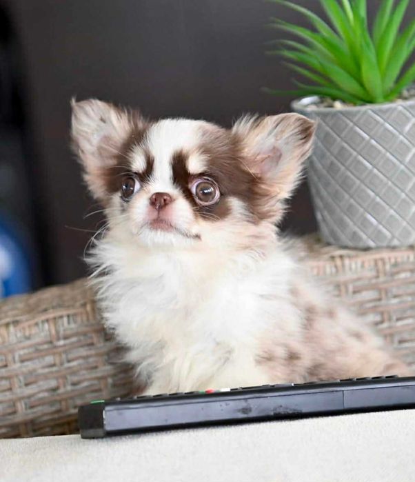 Женско дългокосместо миниатюрно чихуахуа шоколадово мерле