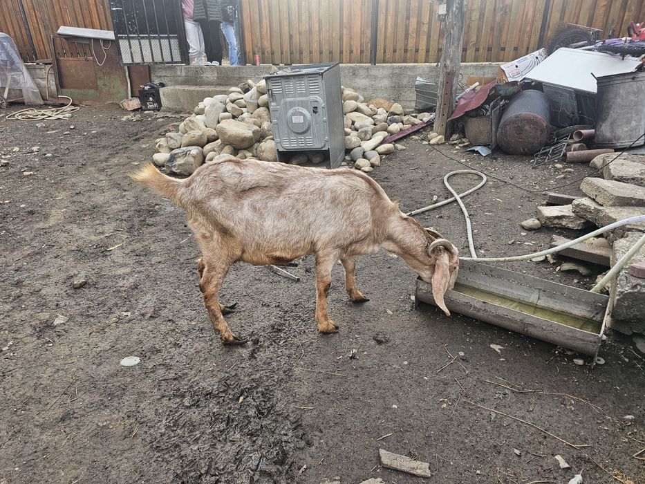 Capra si tap anglo-nubian cu pedigre