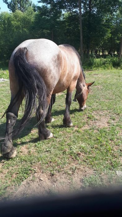 Vând cal castrat detalii la telefon. 0785155522