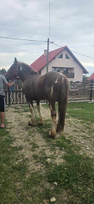 De vânzare armăsar de 3 ani