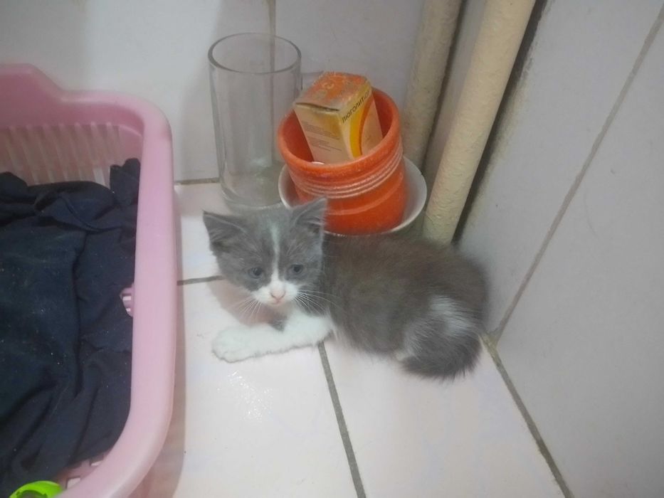 котики в добрые руки!