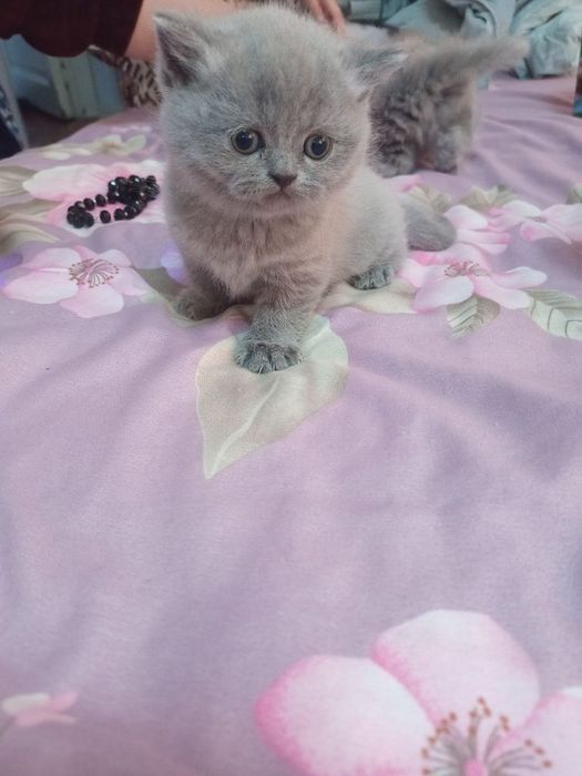 Mushuklar skotish strayt