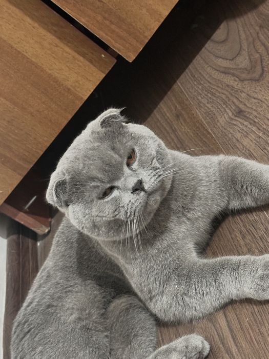 Скоттиш фолд вислоухая