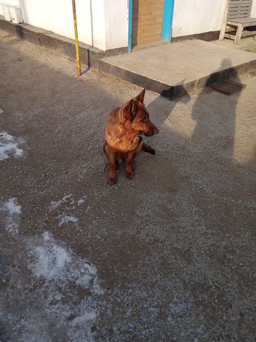 Срочно продам немецкую овчарку.