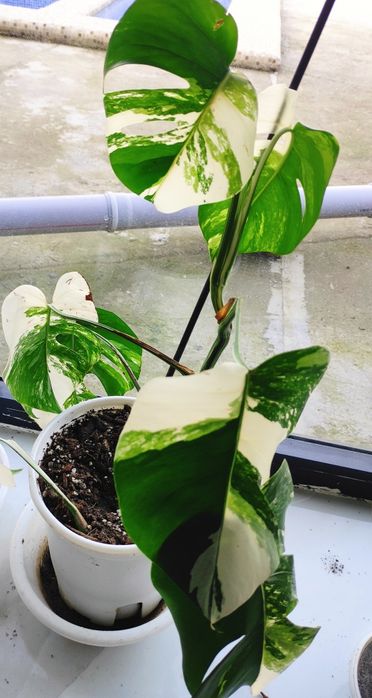 Альба монстера украсит ваш интерьер своей необыкновенной окраской