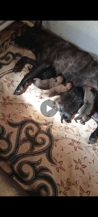 Бельгийская овчарка