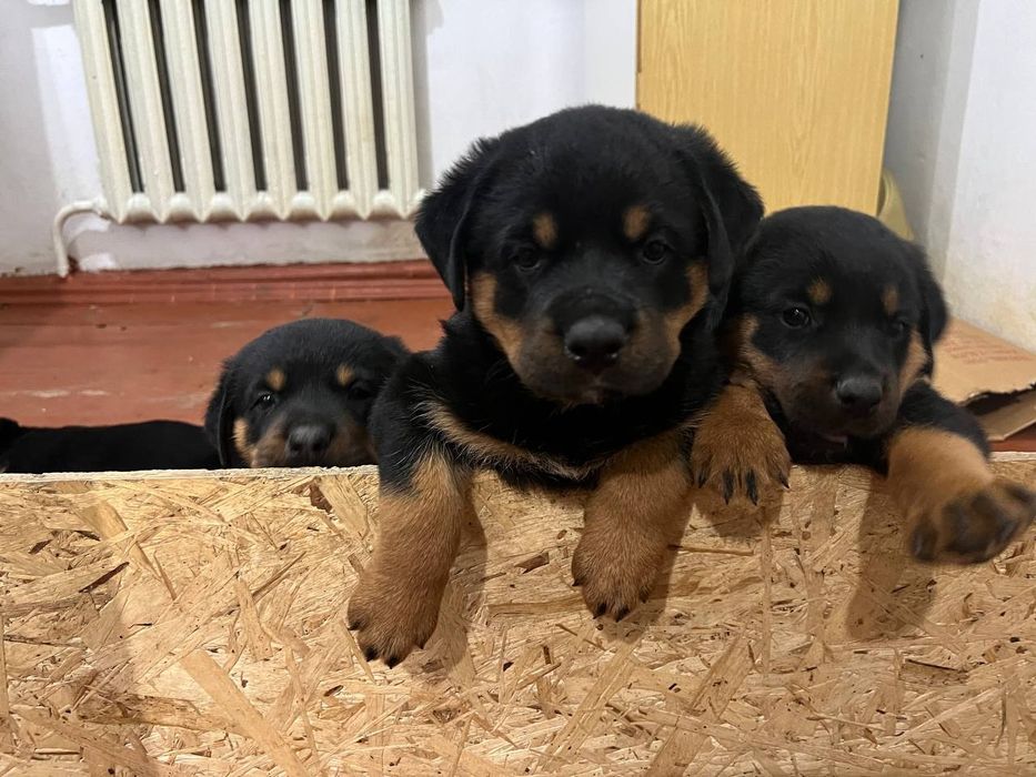 Продаются щенки ротвейлера
