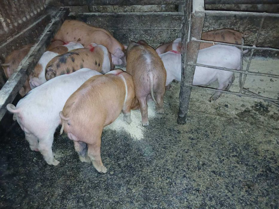 Продавам малки прасета