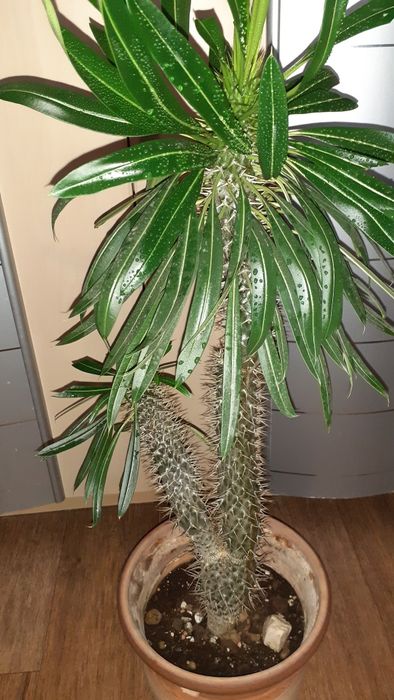 Пахиподиумы Суккуленты Цветы