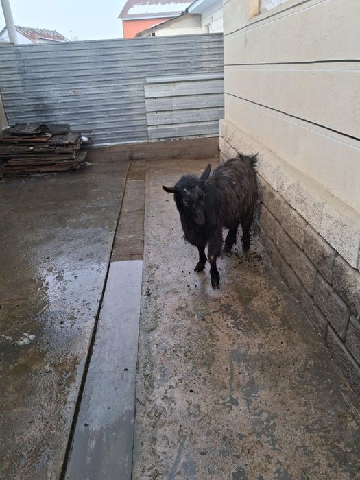 Теке сатылады СТ Шамалған