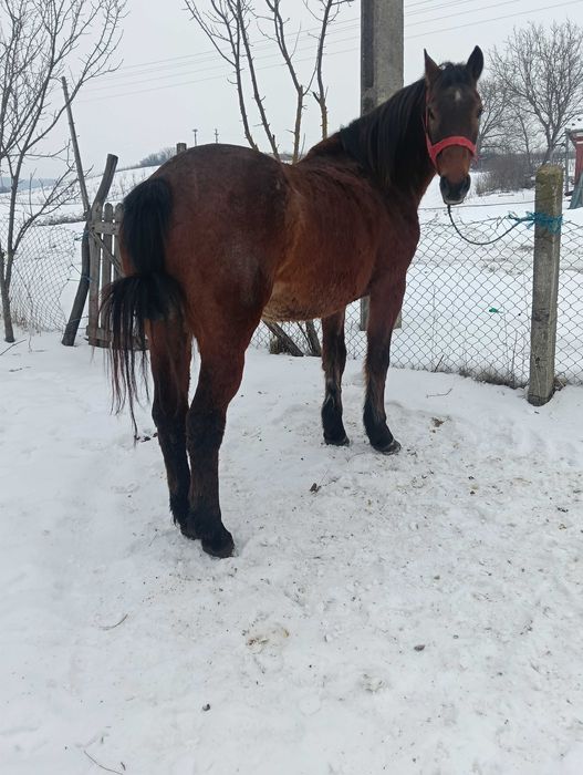 Vand iapa buna de caruța de 9 ani