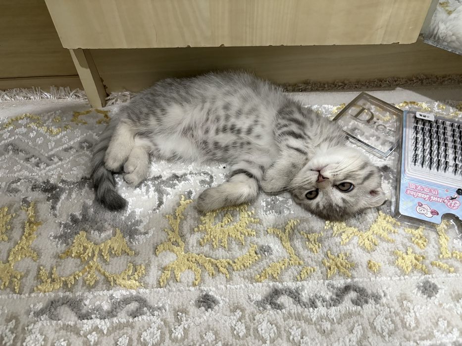 Продам мальенкого котёнка