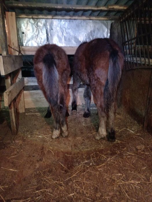 Продам жеребят 6.7.8.месецев