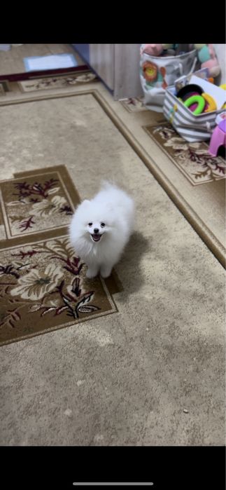 Померанский шпиц щенок