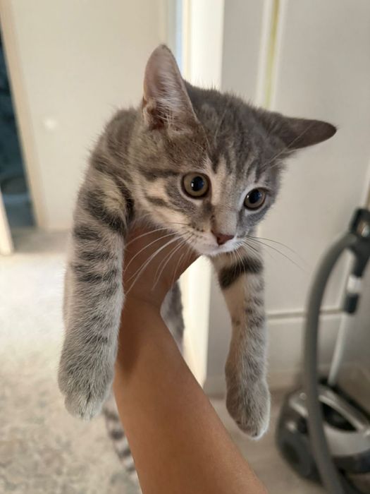 котенок мальчик отдам бесплатно