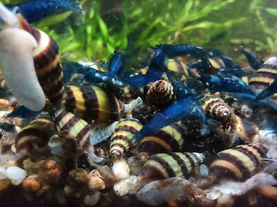 Улитки аквариумные Тиламилании, Хелены.