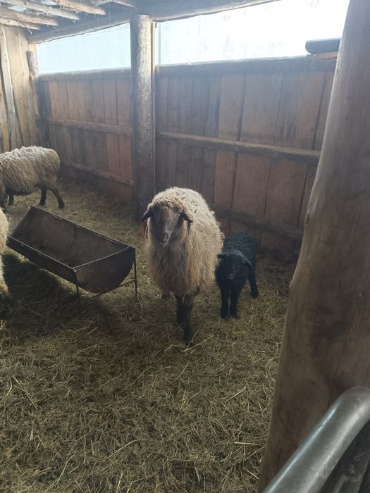 кои козысымен сатылады