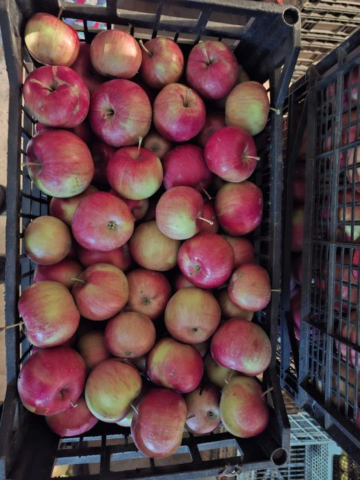 Vand mere care nu au fost stripite