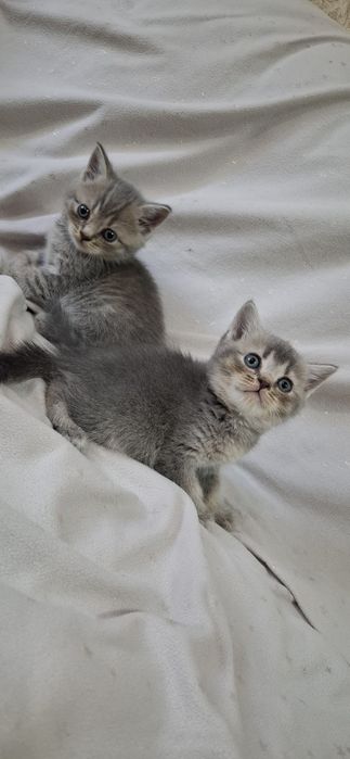 Замечательные котята шотландские