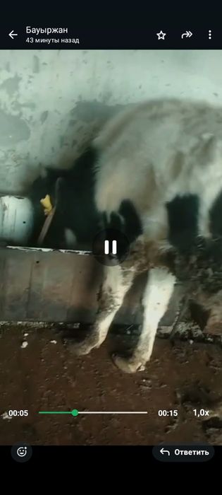 Огизшелер сатылады.