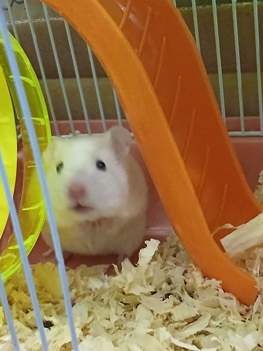 Сирийские хомяки