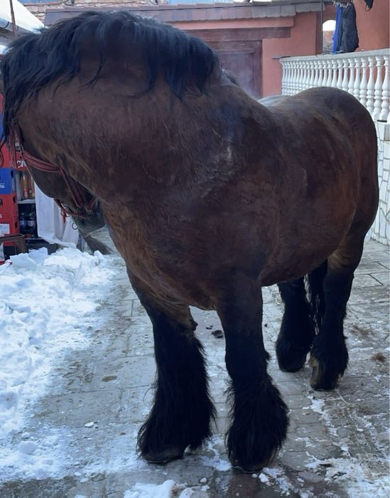 Armasar Ardenez de vânzare