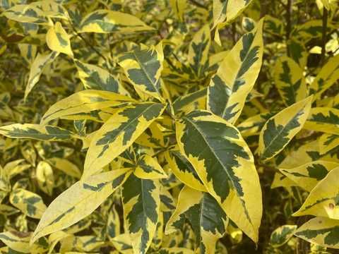 Iasomie batuta Virginalis cu frunza variegata aurea