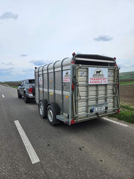 Transport Animale Vii