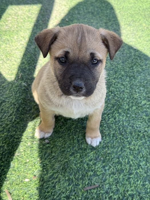 Милые щеночки в дом