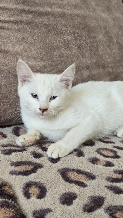 Котята в хорошие руки