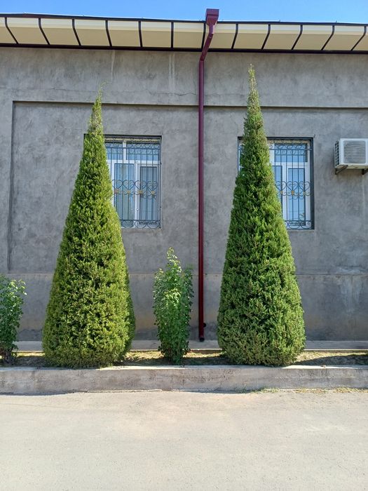 Продам ёлки моживелник