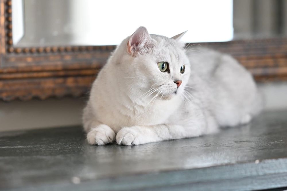 Шиншилла серебро котята