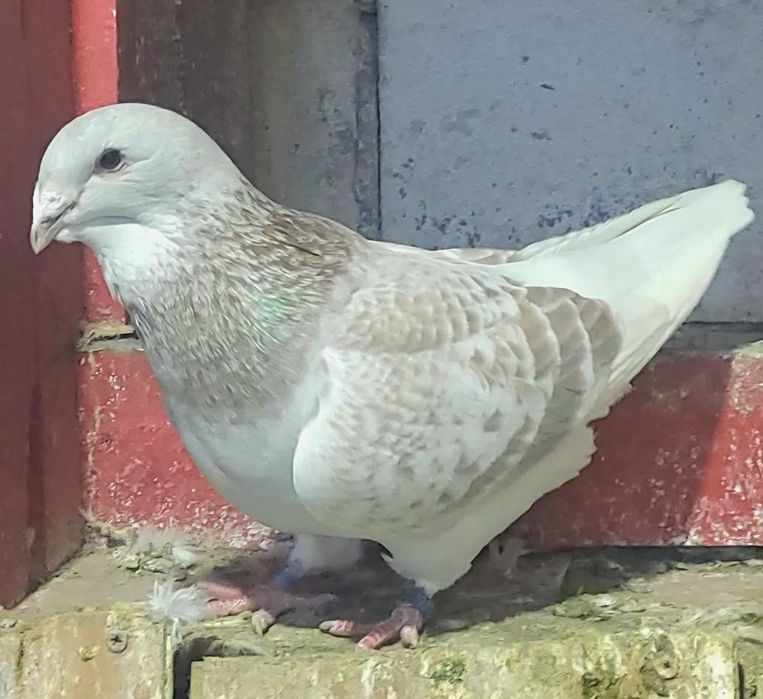 Disponibili  voiajori standard de frumusete