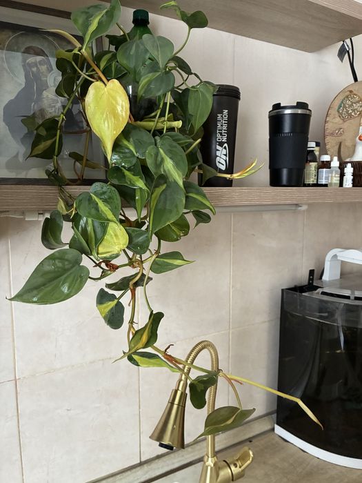 Филодендрон и сциндапсус