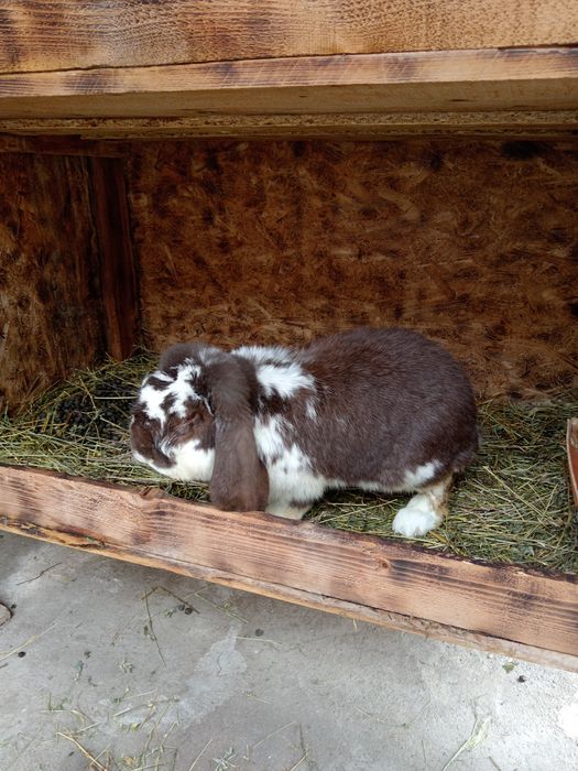 Iepuri berbec german