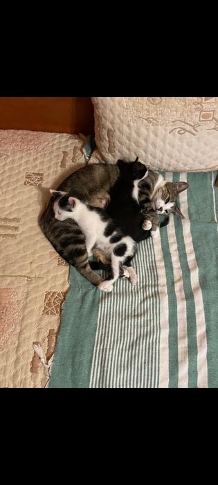 Котета търсят дом