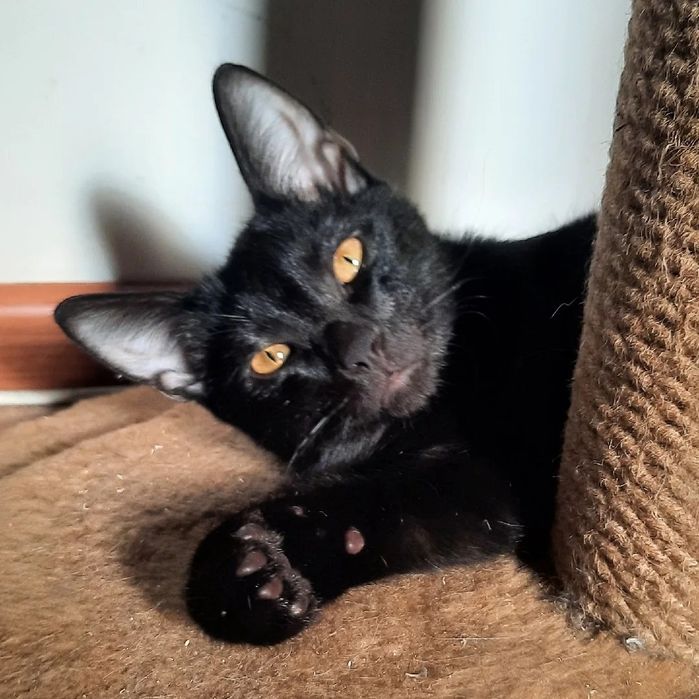 В добрые руки, кот, красавец Сириус