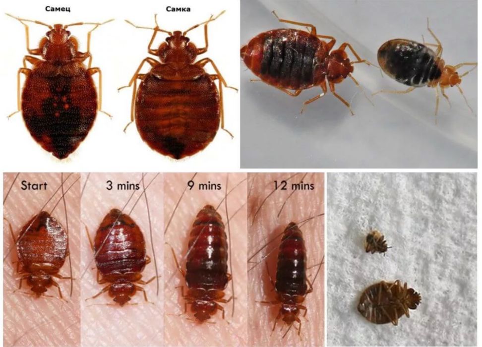 Уничтожение клопов таракан термит