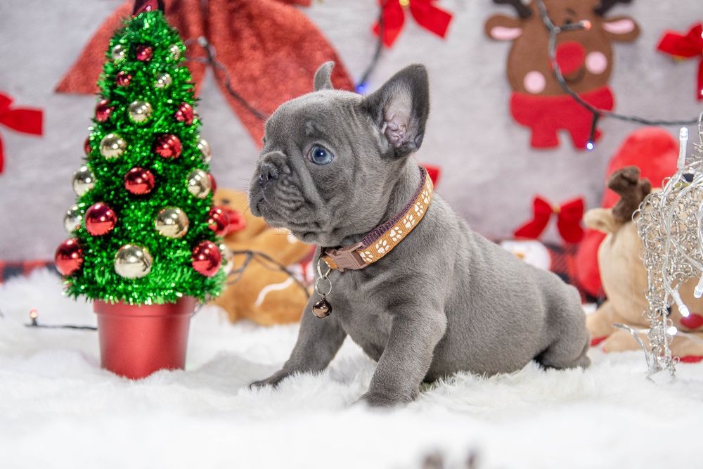 bulldog francez lilac