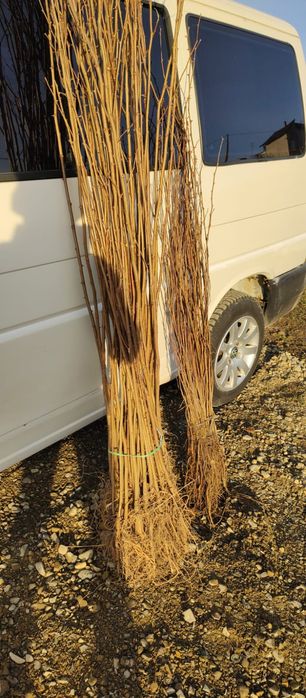 Puieti salcâm frasin fag carpen ulm plop mesteacăn brad molid Tei arin