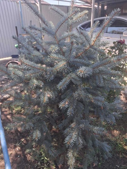 Ель Елка голубая Глаука