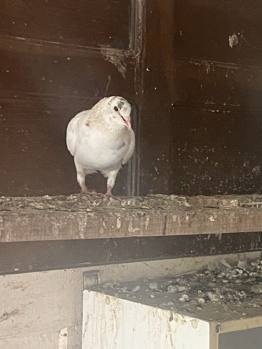 Бакинцы челкар есть