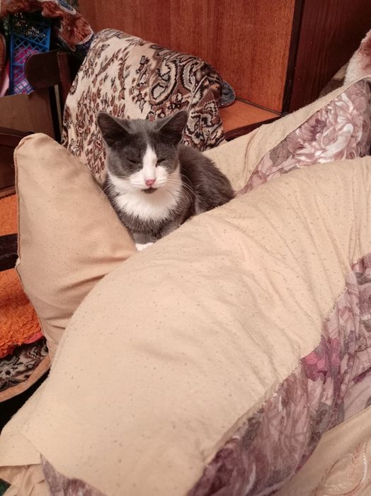 Отдам даром котят