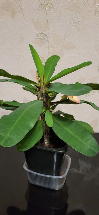 Молочай Миля продам