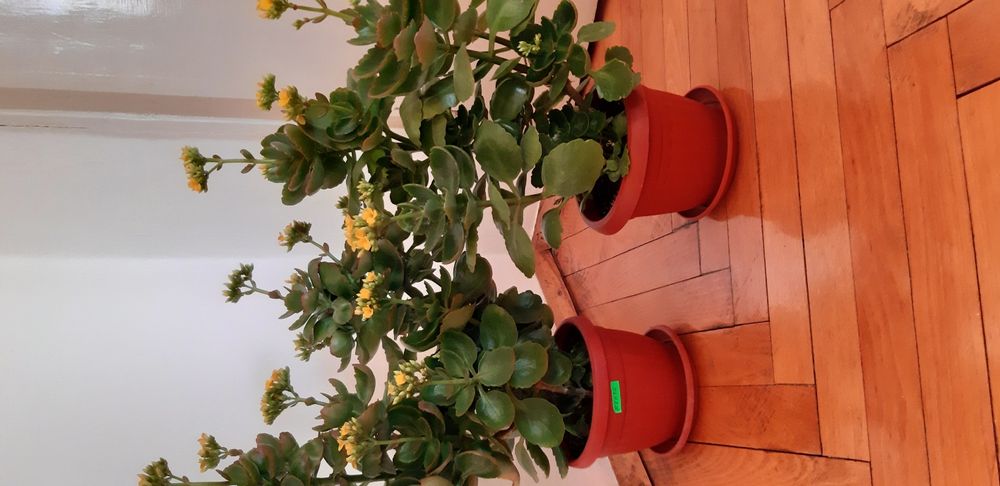 Каланхое различни цветове ,големина и други цветя