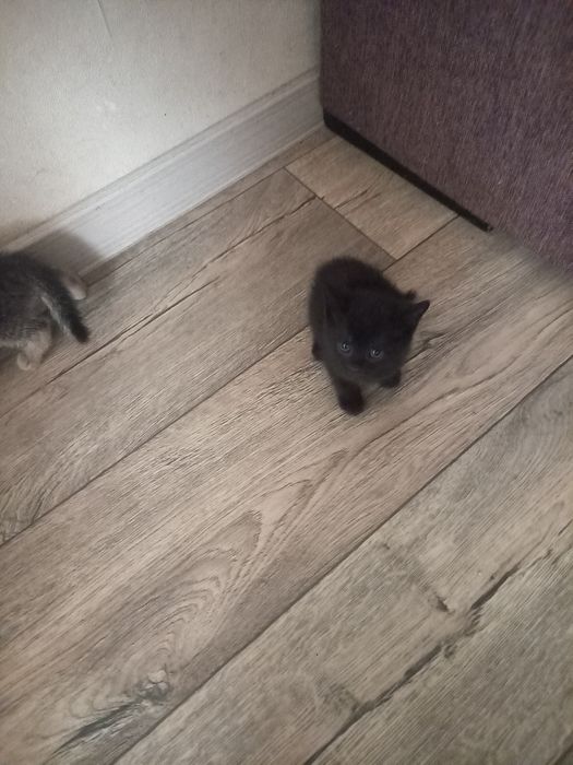 Отдам котят в добрые руки