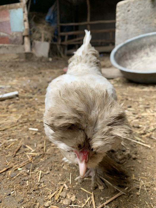 Yaponka tuxumi sotiladi !!!